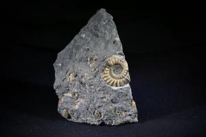 Asteroceras & Promicroceras Ammonite Group, from Moumouth Beach, Lyme Regis, UK (No.150)