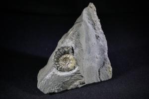 Promicroceras planicosta Ammonite, from Moumouth Beach, Lyme Regis, UK (No.155)