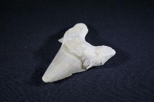 Otodus obliques Lamna Shark Tooth, from Khouibga, Nr Oued Zem, Morocco (No.34)