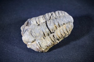 Flexicalymene Trilobite, from Morocco (No.726)