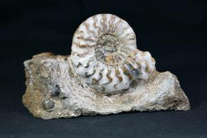 Aegasteroceras saggitarium Ammonite, from Scunthorpe, England, UK (REF:AEG3)