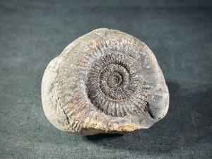 Dactylioceras Ammonite, from Whitby, Yorkshire, UK (REF:DACT3)