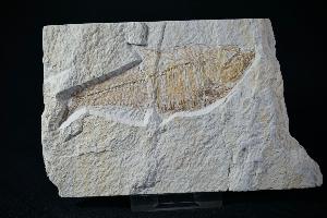 Diplomystus Fossil Fish, from Green River Formation, Wyoming, U.S.A. (REF:DFF8)
