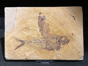 Diplomystus & Knightia Fossil Fish, from Green River Formation, Wyoming, USA (REF:DIPLO-KNTFISH1)