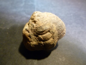 Trilobite - Flexicalymene Rolled Trilobite (No.23)