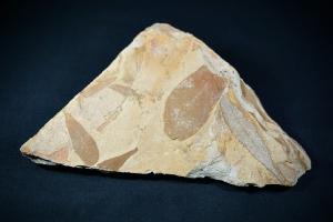 Glossopteris Fossil Leaf, from Australia (REF:GLOSS1)