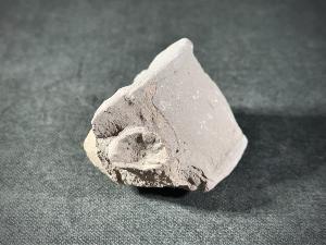 Ichthyosaur Vertebrae, from Oxford Clay Formation, Peterborough, England, UK (REF:ICH6)