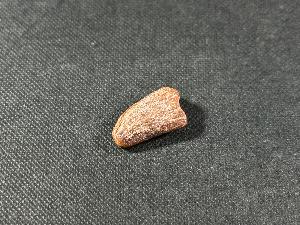 Majungasaurus Dinosaur Tooth, from Mahajanga Provence, Madagascar (REF:MAJDT1) 