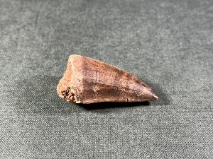 Mosasaurus Tooth, from Morocco (REF:MOST9)