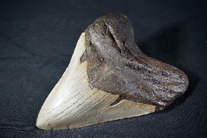 Megalodon Shark Tooth, from South Carolina, U.S.A. (REF:MT17)