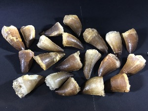 Mosasaur Tooth, from Morocco (25 Selected)