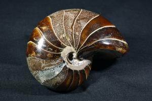 Polished Nautilus, from Madagascar (REF:NM1)