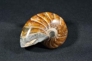 Polished Nautilus, from Madagascar (REF:NM9)