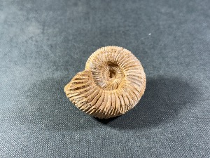 Perisphinctes Ammonite, from Madagascar (REF:PERIMAD6)