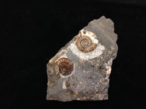 Promicroceras planicosta Ammonite - Dorset Jurassic Coast (No.05)