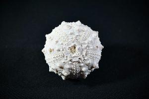 Goniopygus menardi Sea Urchin, from Talsint, Turoniense Formation, Morocco (REF:GSU9)