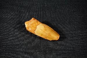 Spinosaurus Dinosaur Tooth, from Morocco (REF:SDT11)