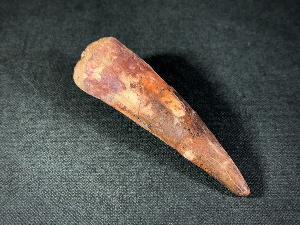 Spinosaurus Dinosaur Tooth, from Morocco (REF:SPINODT1)