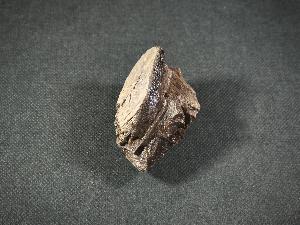 Tyrannosaurus Rex (T.Rex) Bone Fragment, from Hell Creek Formation, Eastern Montana, USA (REF:TREX54)