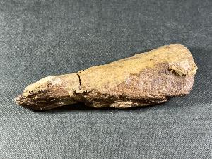 Triceratops Bone Fragment, Lance Creek Formation, Weston Co. Wyoming, USA (REF:TRIT6)