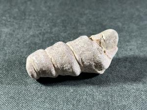 Turritella Shell, from Virginia, U.S.A. (REF:TURR2)